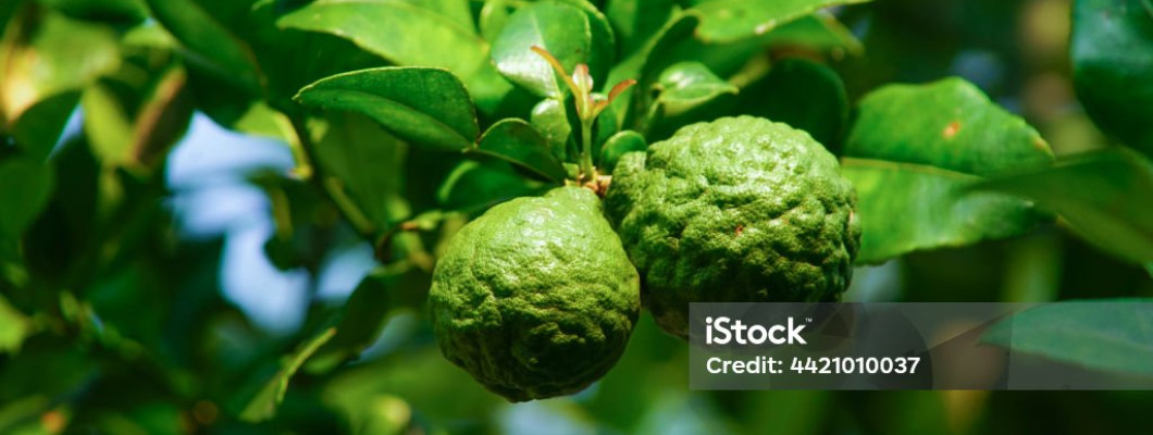 Harnessing Nature's Remedy: Using Bergamot Essential Oil for Cholesterol Management